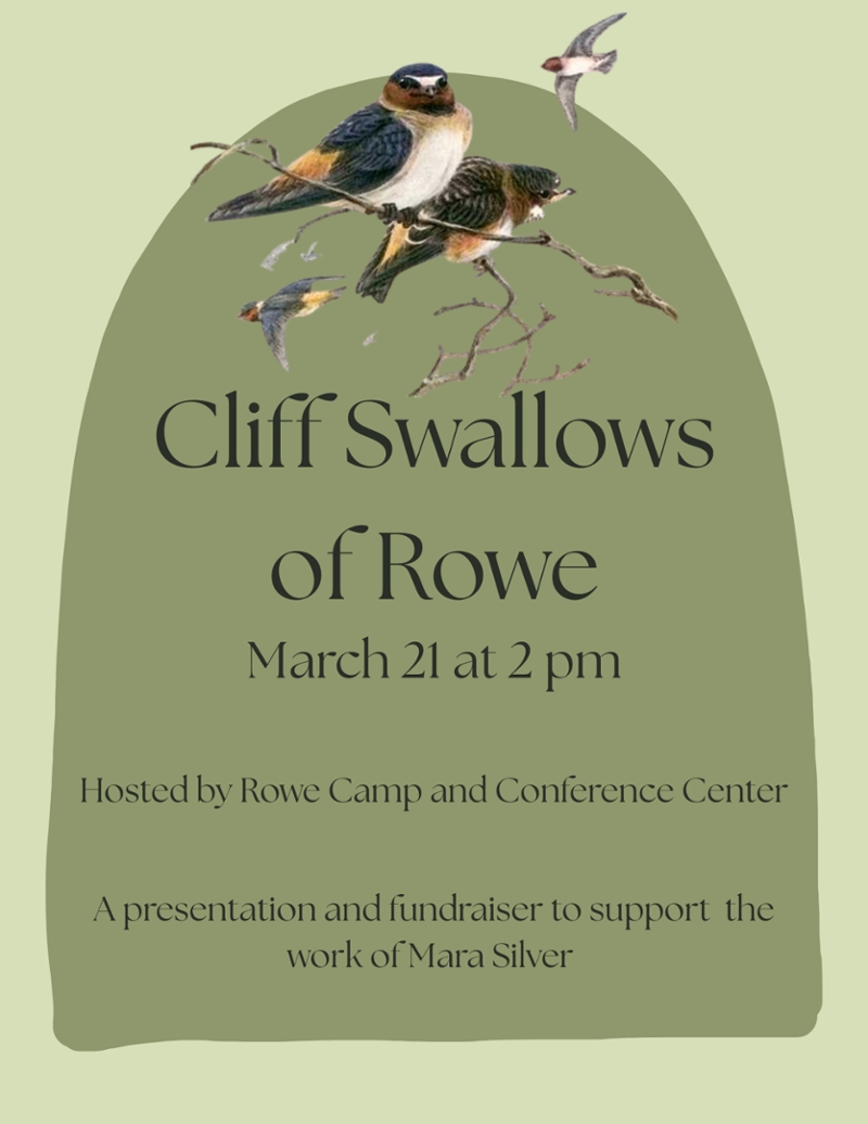 Cliff Swallows of Rowe