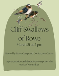 Cliff Swallows of Rowe